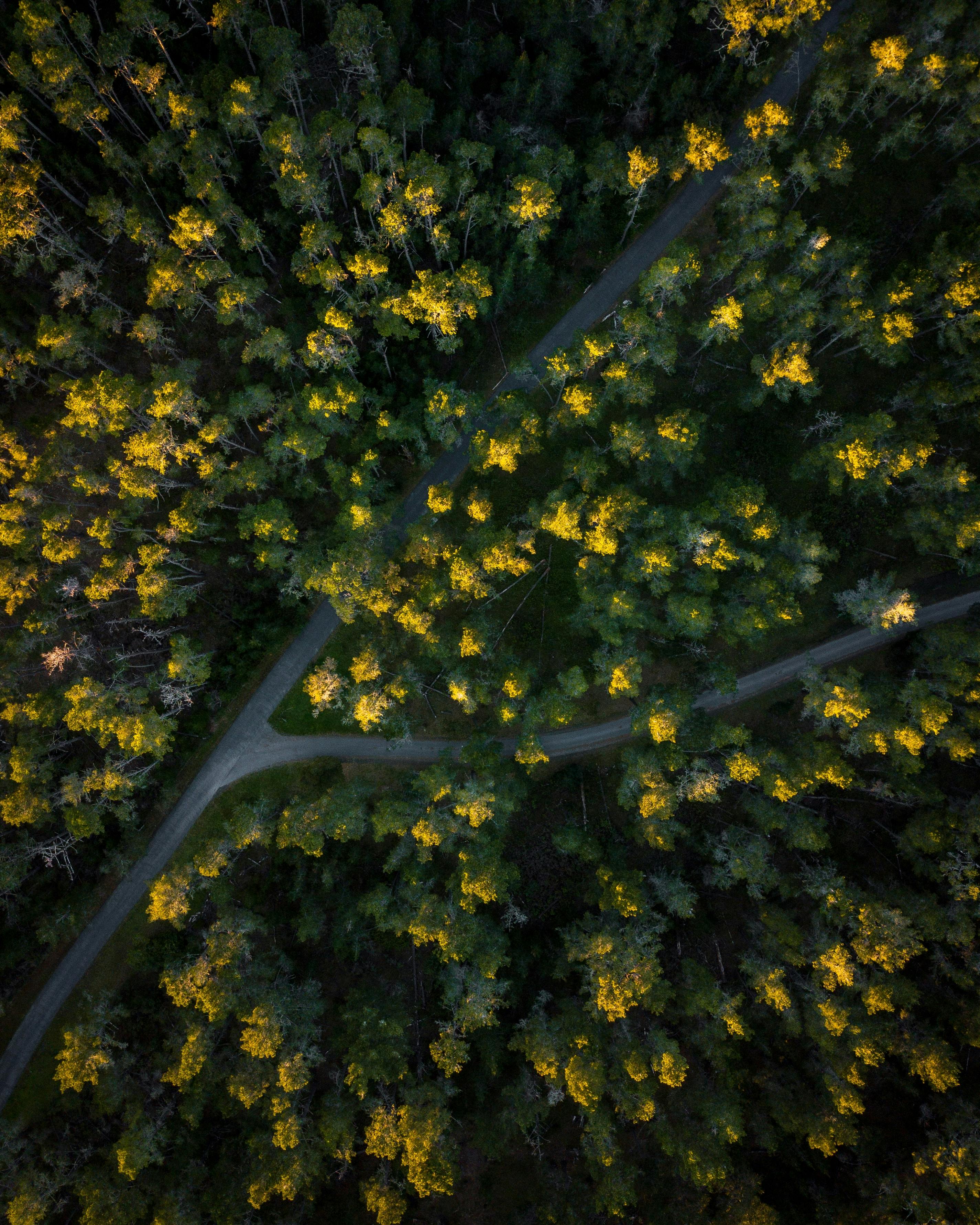 Forêt vue du ciel
