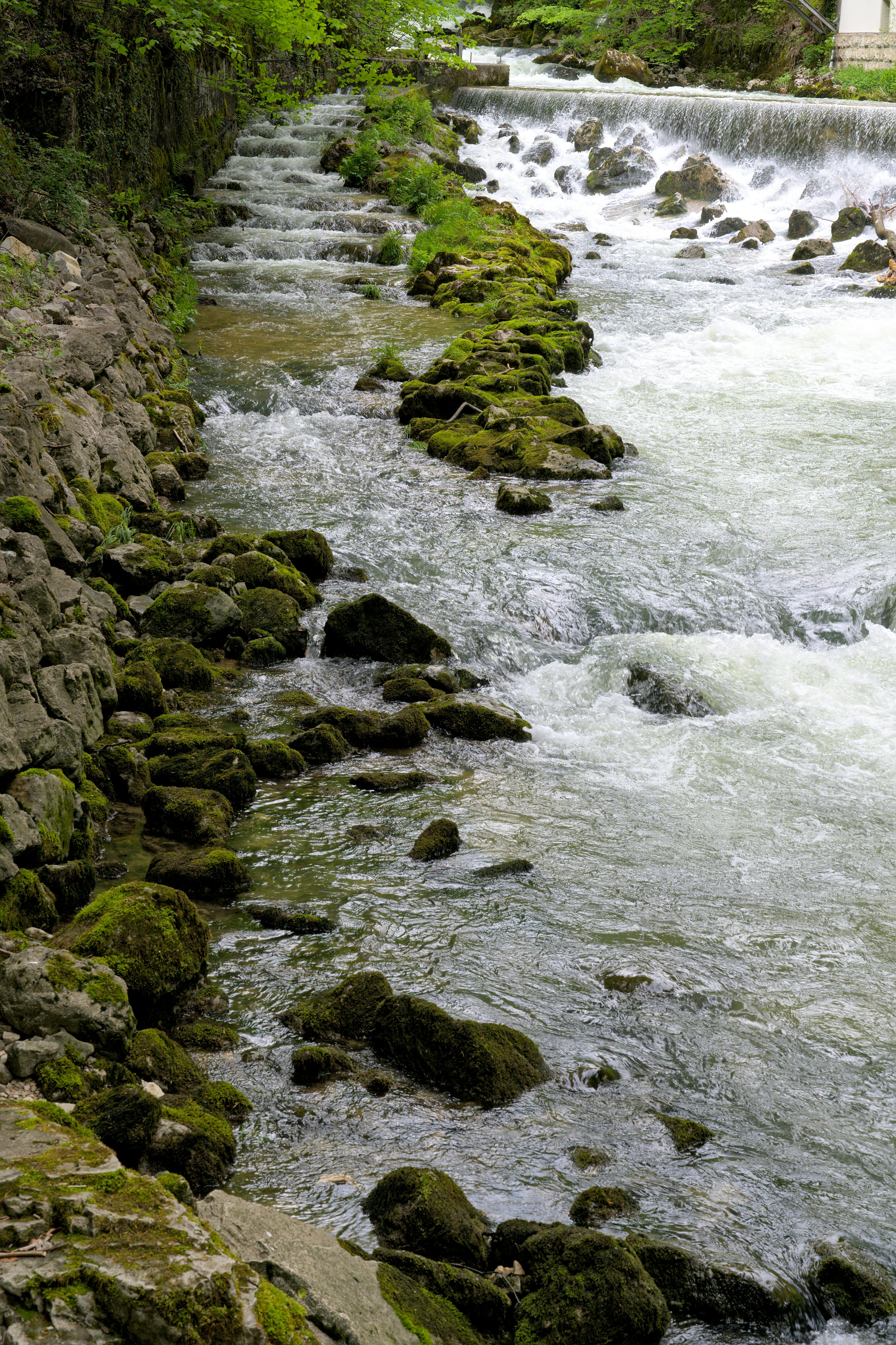 Rivière avec mousse